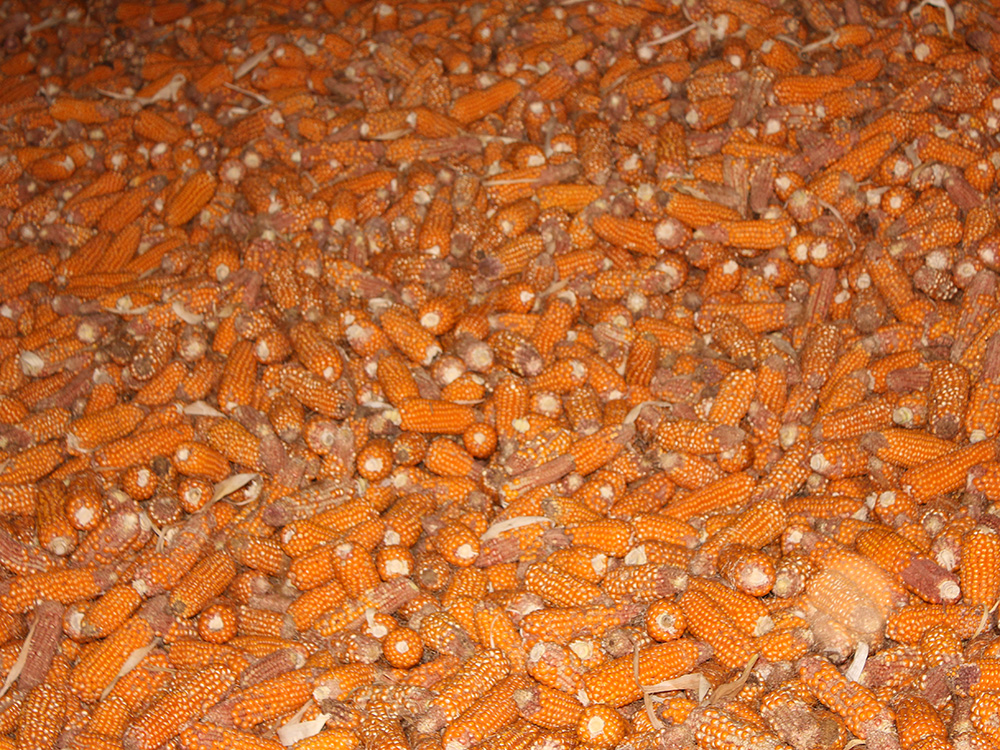 玉米種子烘干工程